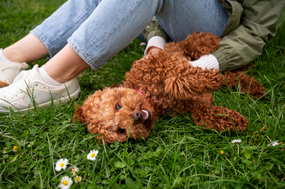 Maltipoo kutya