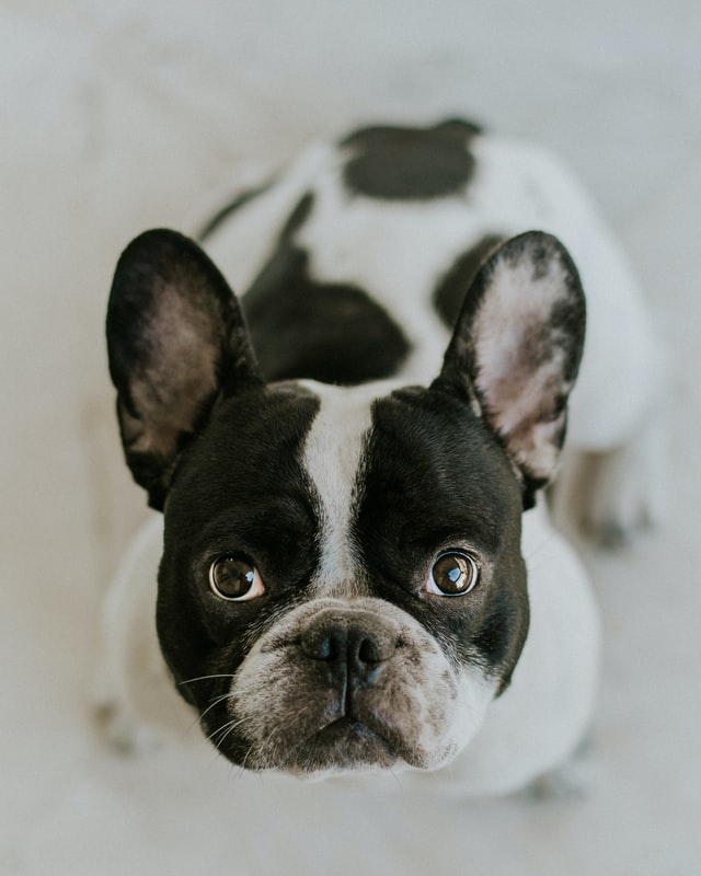 Francia bulldog