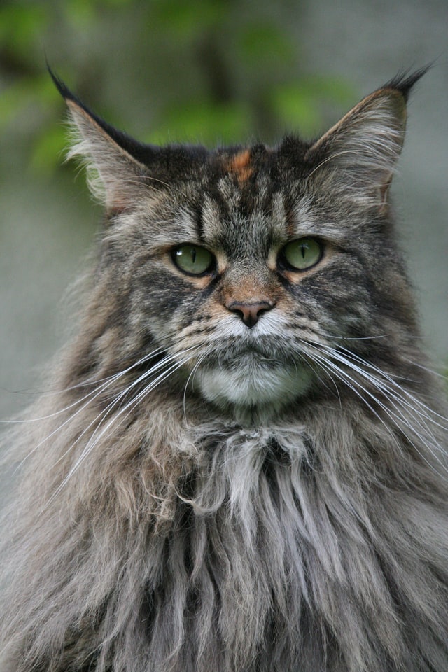 Maine Coon macska tartása