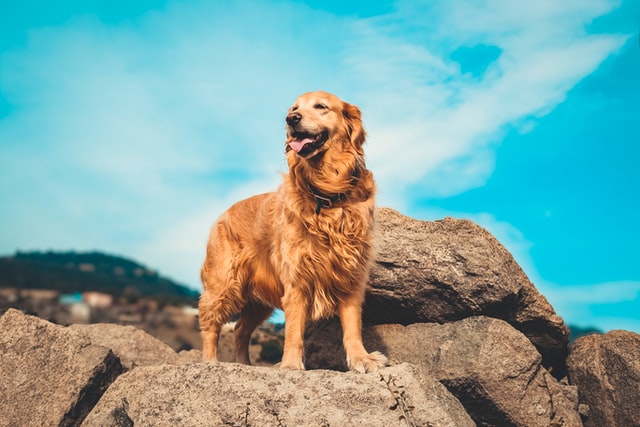 Golden retriever ápolása