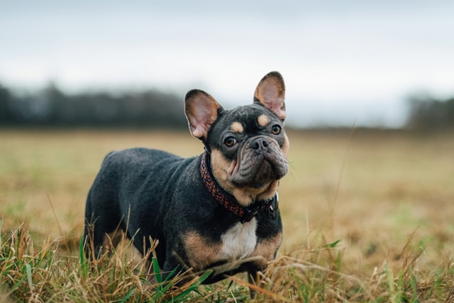 Francia bulldog betegségei