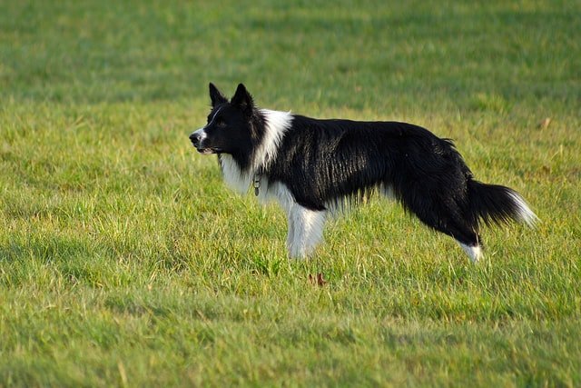 Border collie személyisége