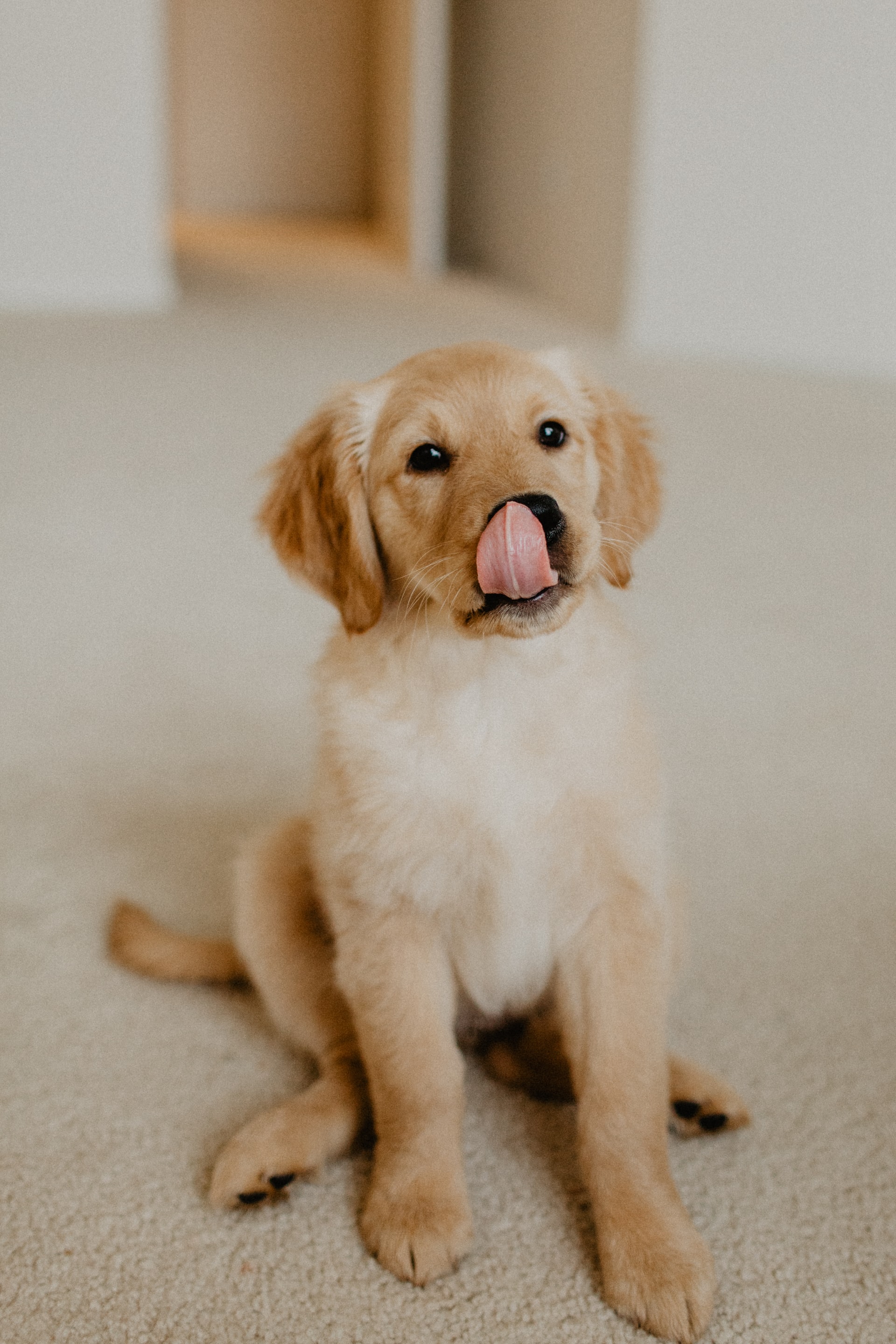 Golden retriever etetése