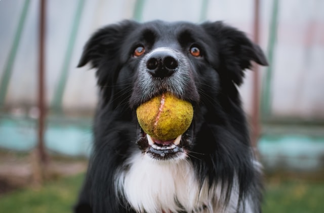 Border collie mozgásigénye