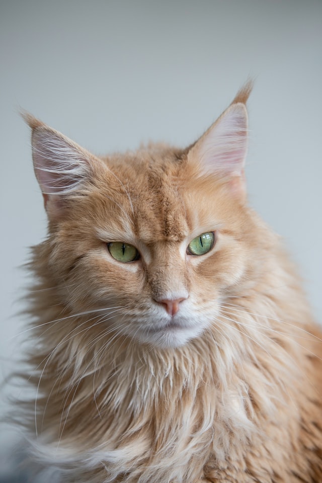 Maine coon: természete